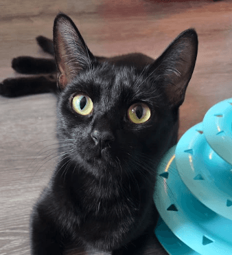 EMMY - Domestic Short Hair cat available for adoption in Alberta