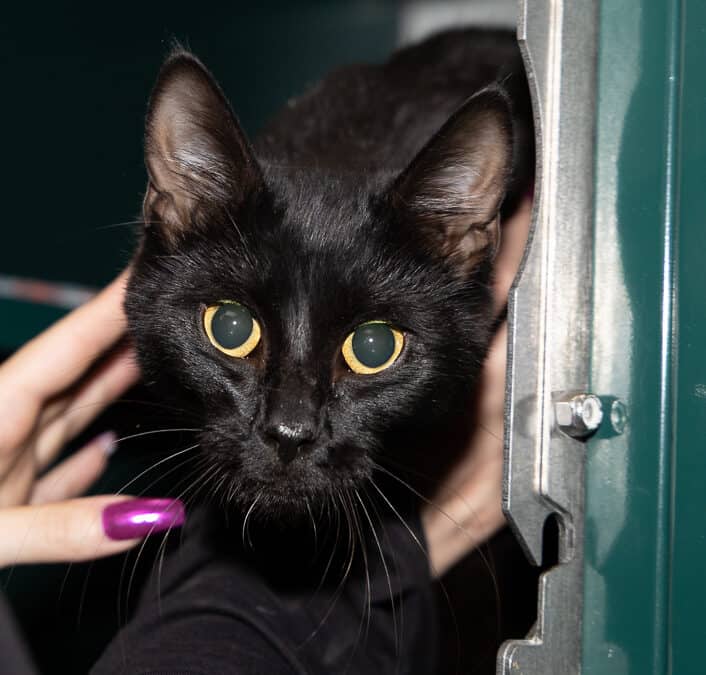 ESTHER - Domestic Short Hair cat available for adoption at AARCS in Calgary (1 of 4)