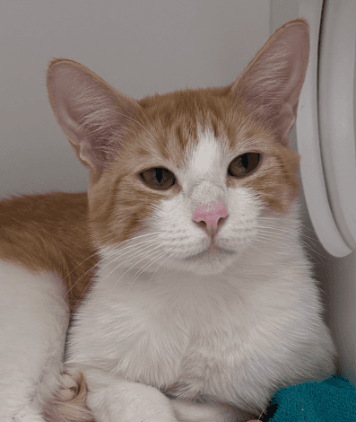 EVA - Domestic Short Hair cat available for adoption at AARCS in Chestermere (1 of 3)