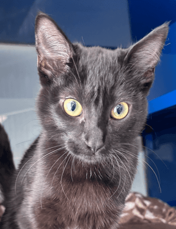 FLOSSIE - Domestic Short Hair cat available for adoption at AARCS in Calgary (1 of 4)