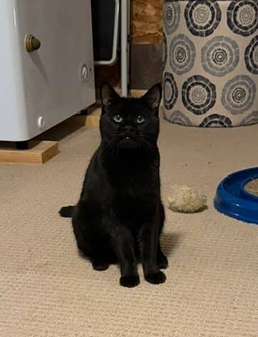FLYNN - Domestic Short Hair cat available for adoption at AARCS in Calgary