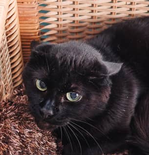 FLYNN - Domestic Short Hair cat available for adoption at AARCS in Calgary (1 of 3)