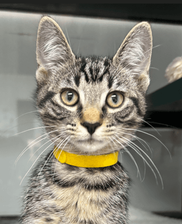 GALAXY - Domestic Short Hair cat available for adoption at AARCS in Calgary (1 of 4)