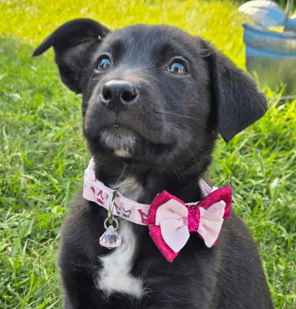 GEM - Labrador Retriever mixed available for adoption