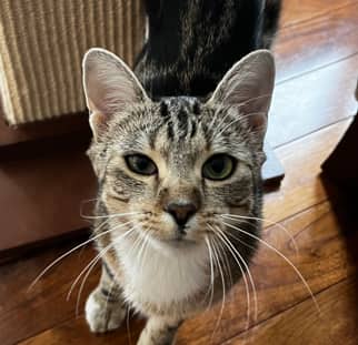 GEORGIA - Domestic Short Hair cat available for adoption at AARCS in Calgary (1 of 6)
