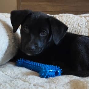 GIOVANI - Retriever, Labrador Mixed available for adoption in Alberta