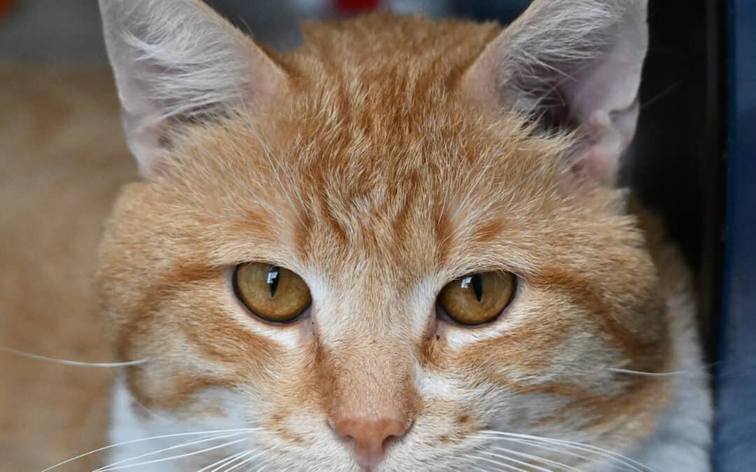 GIZMO - Domestic Short Hair cat available for adoption at AARCS in Calgary (1 of 3)