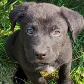 GOODWIN - Retriever, Labrador Mixed available for adoption