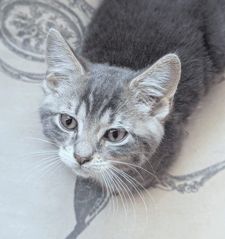 GOSLING - Domestic Short Hair cat available for adoption in Calgary