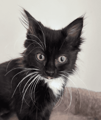 GOSSAMER - Domestic Long Hair cat available for adoption at AARCS in Calgary (1 of 6)