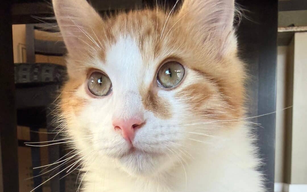 GRUNDO - Domestic Short Hair cat available for adoption at AARCS in Calgary