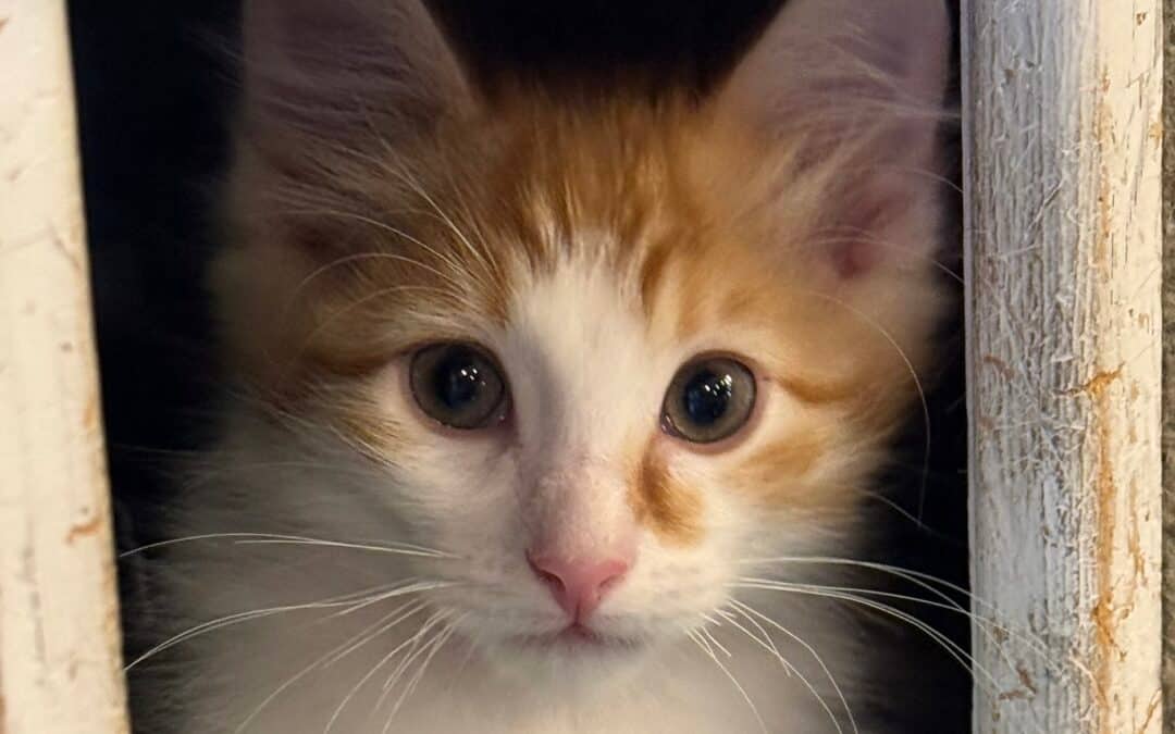 GRUNDO - Domestic Short Hair available for adoption