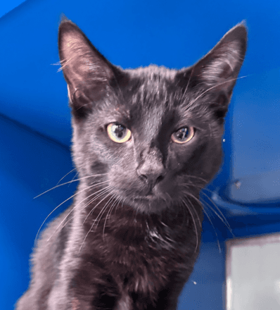 GUINNESS - Domestic Short Hair cat available for adoption at AARCS in Calgary (1 of 4)