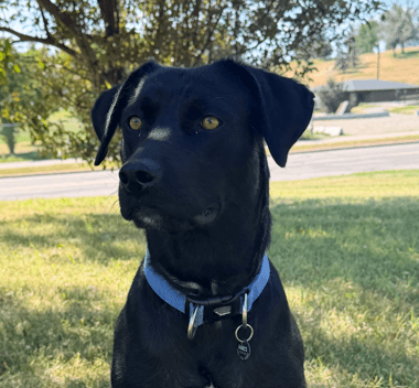 GUNNER - Retriever, Labrador Mixed available for adoption in Alberta