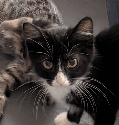HARLEY - Domestic Short Hair cat available for adoption at AARCS in Calgary