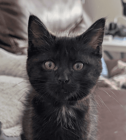 HULU - Domestic Medium Hair cat available for adoption at AARCS in Calgary (1 of 6)
