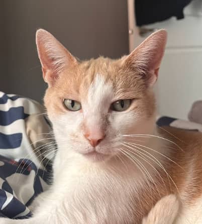 JACK - Domestic Short Hair cat available for adoption in Alberta