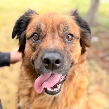 JACKIE - Golden Retriever Mixed available for adoption in Alberta