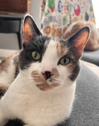 JILL - Domestic Short Hair cat available for adoption at AARCS in Calgary (1 of 6)