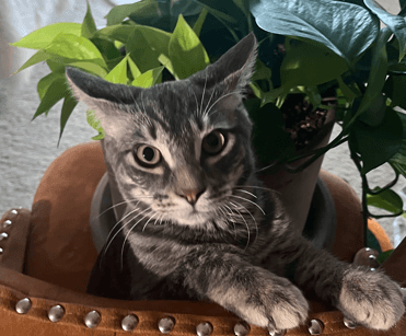 JIMMY - Domestic Short Hair cat available for adoption at AARCS in Calgary (1 of 6)