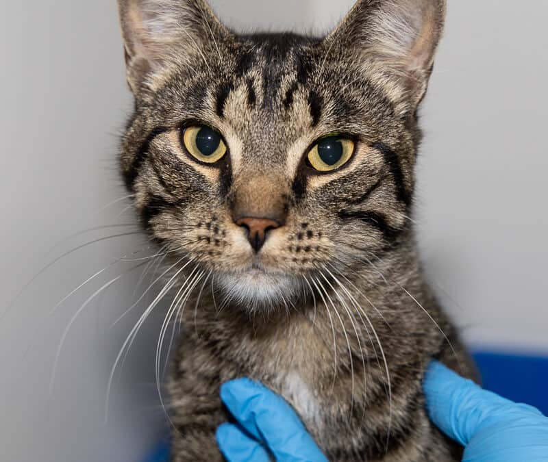 JOHNNY - Domestic Short Hair cat available for adoption at AARCS in Calgary (1 of 5)