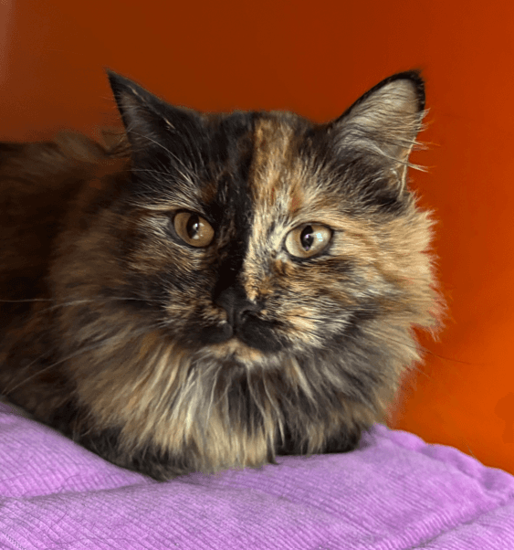 JOLYNE - Domestic Long Hair cat available for adoption at AARCS in Calgary (1 of 4)