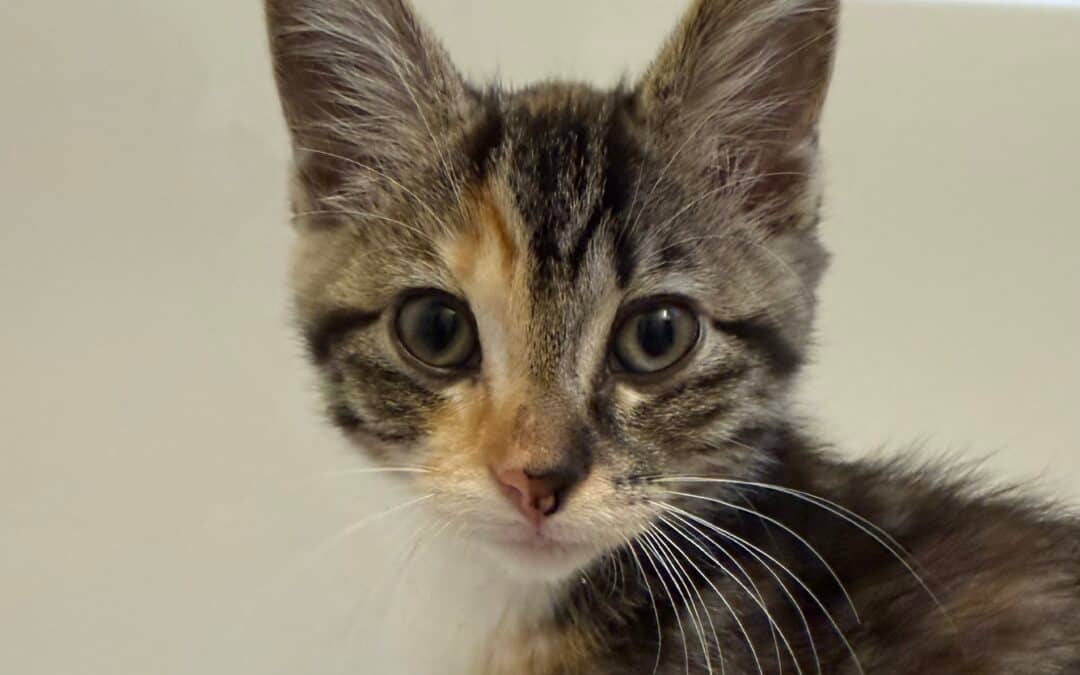 KACHEEK - Domestic Short Hair cat available for adoption in Calgary