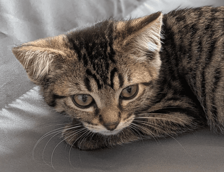 KAWASAKI - Domestic Short Hair cat available for adoption at AARCS in Calgary (1 of 4)