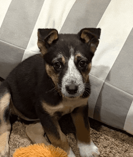 KAYDA - German Shepherd mixed available for adoption in Alberta