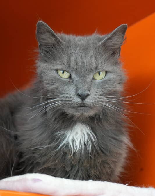 KELPIE - Domestic Long Hair cat available for adoption at AARCS in Calgary