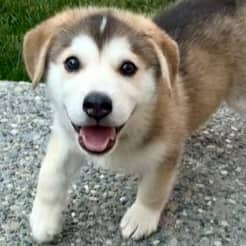 KORBEN - Siberian Husky Mixed available for adoption in Alberta