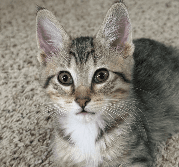 KRAWK - Domestic Short Hair cat available for adoption in Calgary