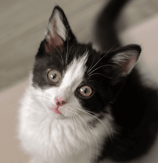 LAKE - Domestic Short Hair cat available for adoption at AARCS in Calgary (1 of 4)