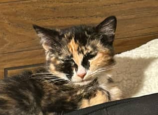 LAMBO - Domestic Short Hair cat available for adoption at AARCS in Calgary (1 of 3)