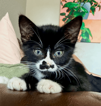 LASSO - Domestic Short Hair cat available for adoption at AARCS in Calgary (1 of 6)