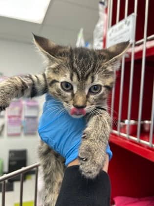 LOU - Domestic Short Hair cat available for adoption at AARCS in Calgary