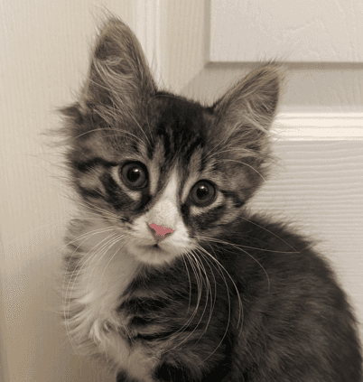 LXI - Domestic Short Hair cat available for adoption in Calgary