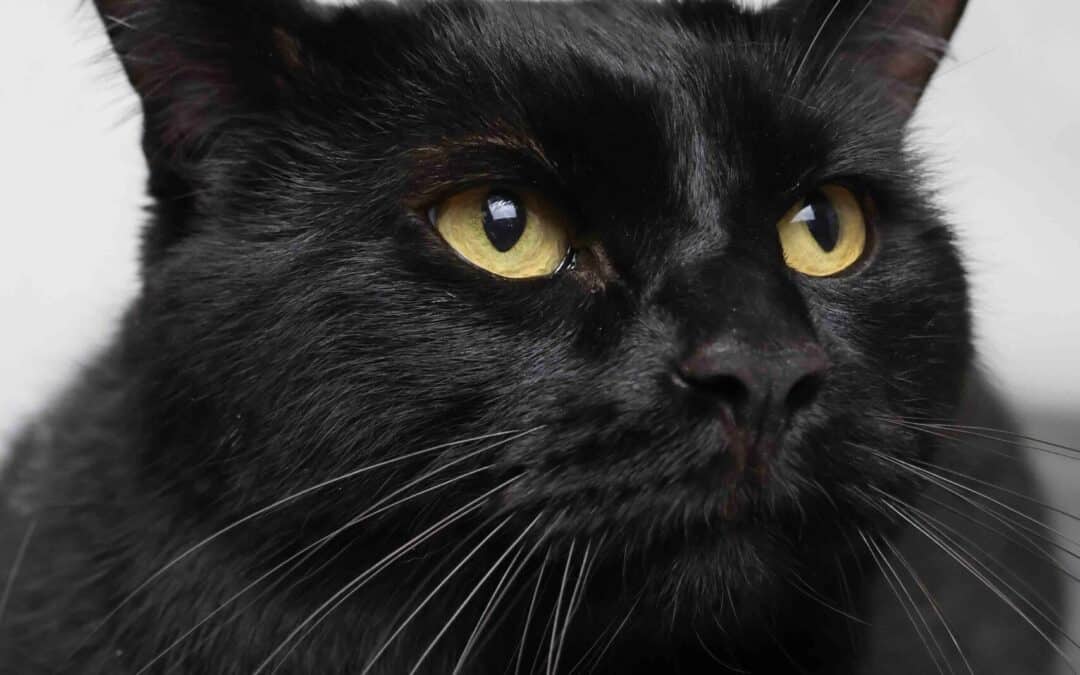 LYNX - Manx cat available for adoption in Alberta