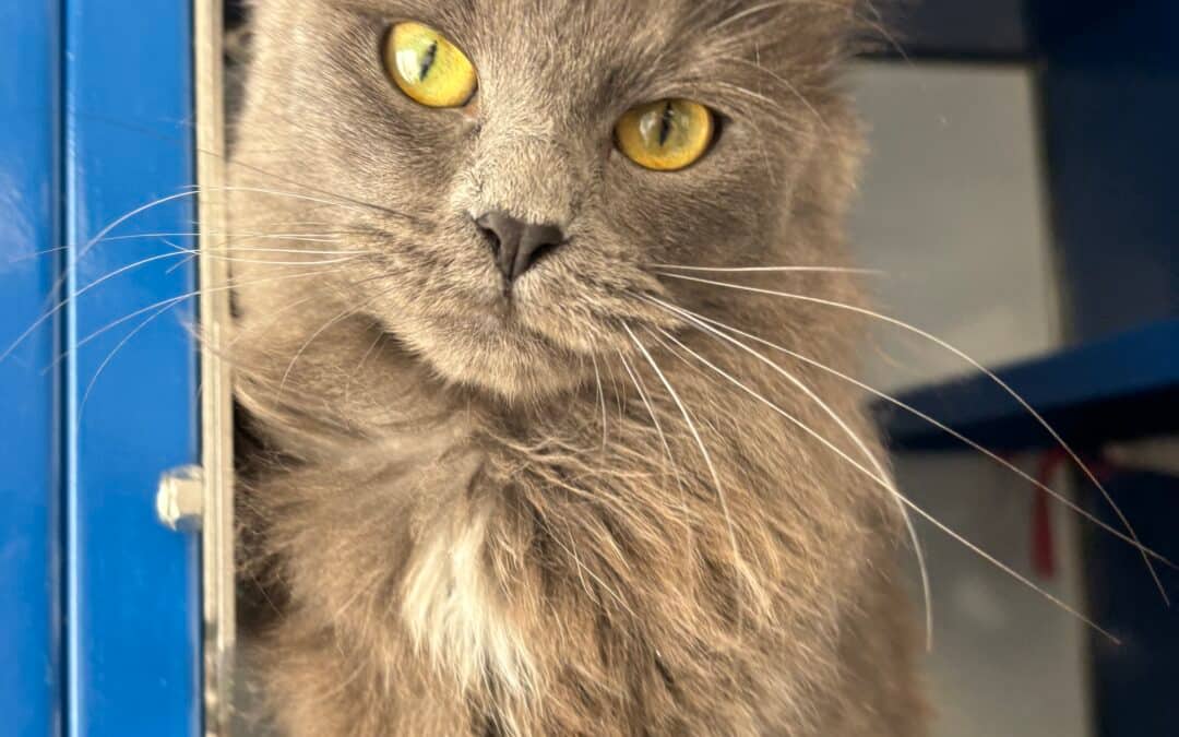 MAGGIE - Domestic Medium Hair cat available for adoption at AARCS in Calgary (1 of 5)