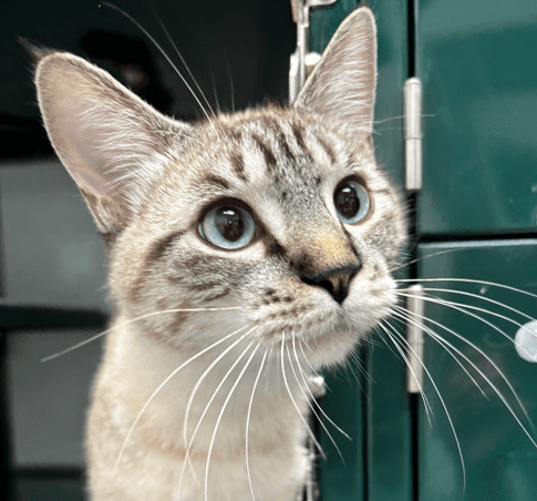 MARSHALL - Siamese cat available for adoption at AARCS in Calgary (1 of 4)
