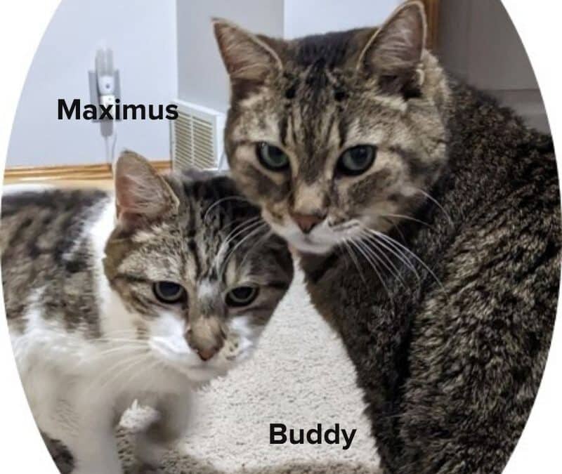 MAXIMUS - Domestic Short Hair cat available for adoption in Alberta