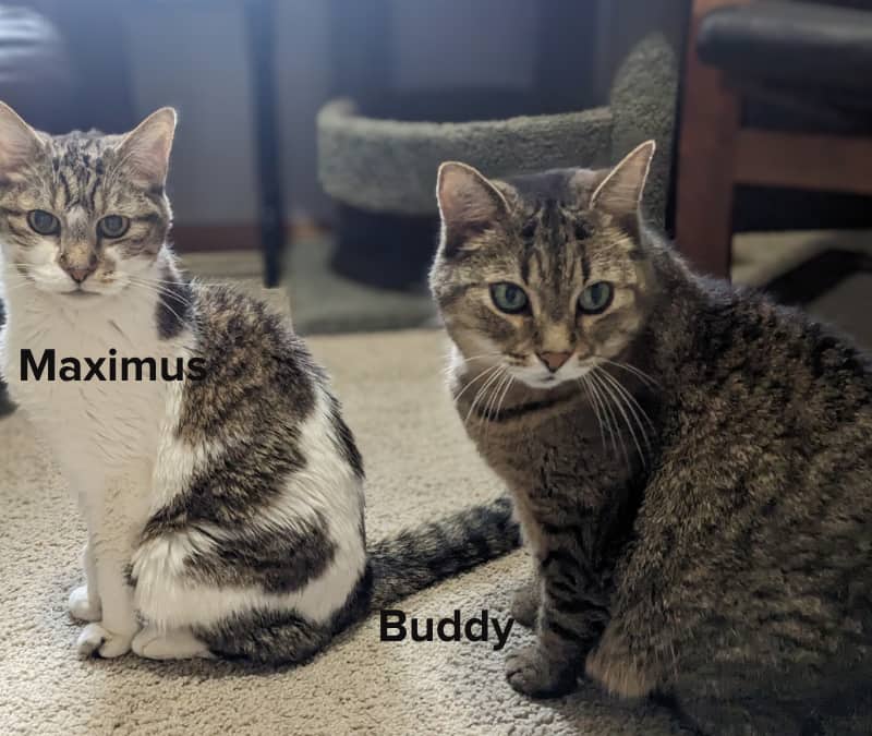 MAXIMUS - Domestic Short Hair cat available for adoption at AARCS in Calgary (1 of 6)