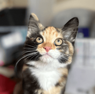 MEADOW - Domestic Medium Hair cat available for adoption at AARCS in Calgary (1 of 6)