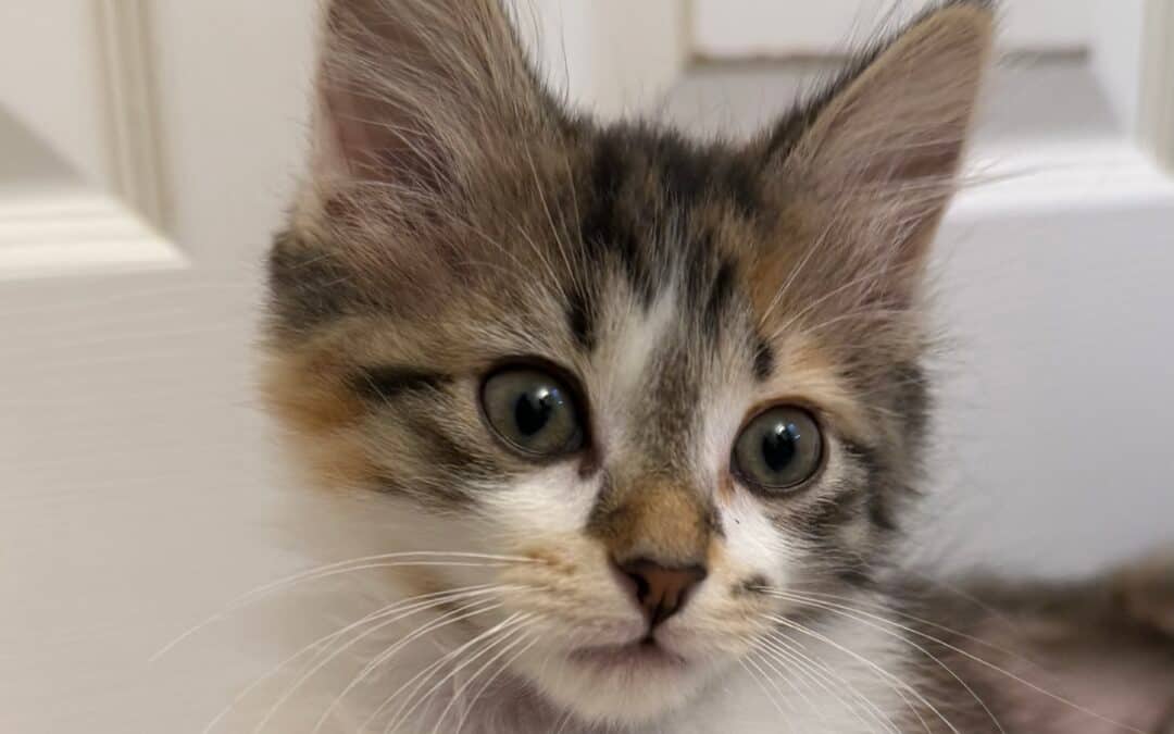 MEERCA - Domestic Short Hair cat available for adoption in Calgary