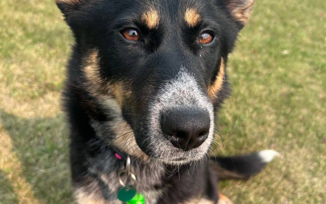MESA - Australian Cattle Dog Mixed available for adoption in Alberta