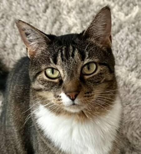 MINISTRY - Domestic Short Hair cat available for adoption at AARCS in Calgary (1 of 6)