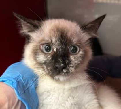 MISCHIEF - Domestic Short Hair cat available for adoption at AARCS in Calgary (1 of 3)
