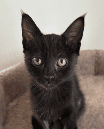 MONARCH - Domestic Short Hair cat available for adoption at AARCS in Calgary (1 of 6)