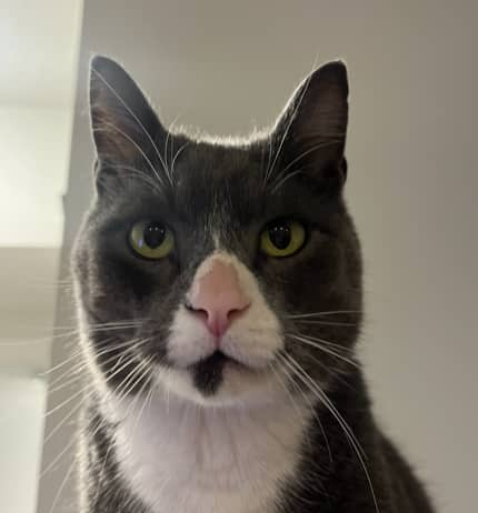 MUCKO - Domestic Short Hair cat available for adoption at AARCS in Calgary (1 of 6)