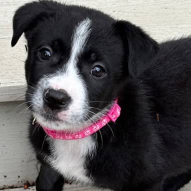 NACHO - Border Collie Mixed available for adoption in Alberta